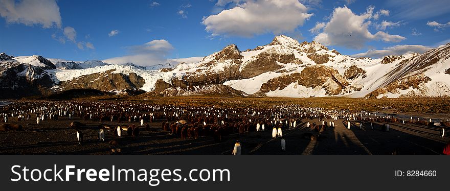 Group of king penguin in antarctica