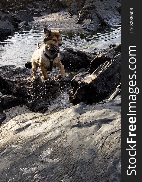 Dog swimming in the puddles at the beach. Dog swimming in the puddles at the beach