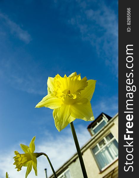 Daffodils in focus with a house in the background. Daffodils in focus with a house in the background