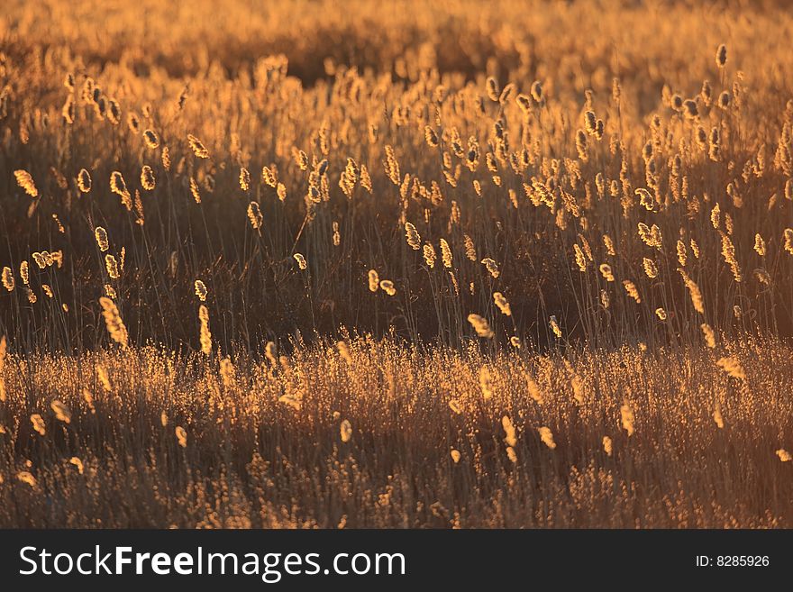 Field of backlit common reeds