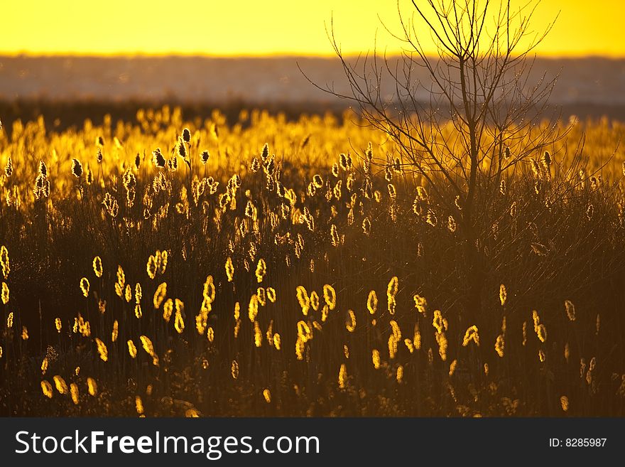 Sunrise backlighting Common Reeds (Phragmites australis) and a tree with the ocean in the background at Jones Beach State Park on Long Island, New York. Sunrise backlighting Common Reeds (Phragmites australis) and a tree with the ocean in the background at Jones Beach State Park on Long Island, New York.