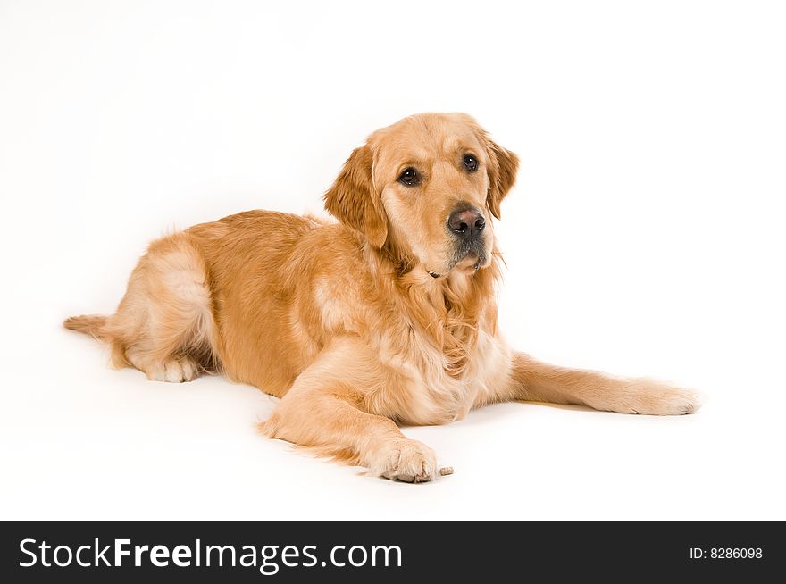 Portrait of a Golden Retriever with White background