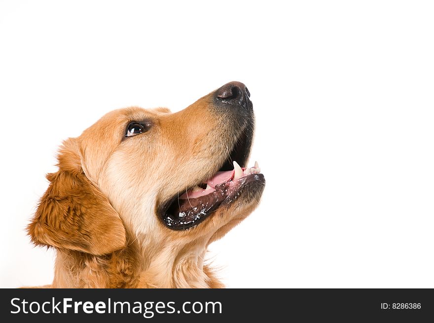 Portrait of a Golden Retriever with White background