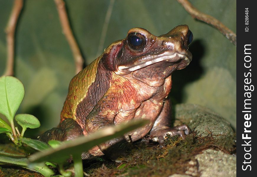 Colorful frog in natural setting taken at the zoo with canon g9. Colorful frog in natural setting taken at the zoo with canon g9