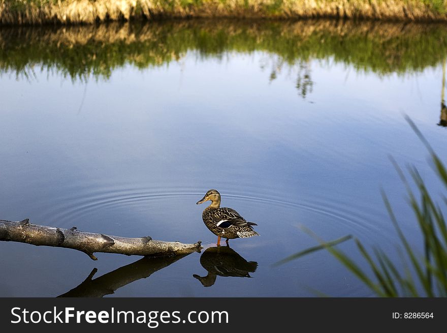 Duck on the lake in The Reifel Migratory Bird Sanctuary