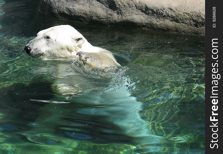 A polar bear swimming around the pool while at the zoo. A polar bear swimming around the pool while at the zoo