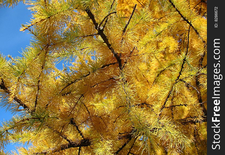 Gold larch on a background of the sky. Gold larch on a background of the sky