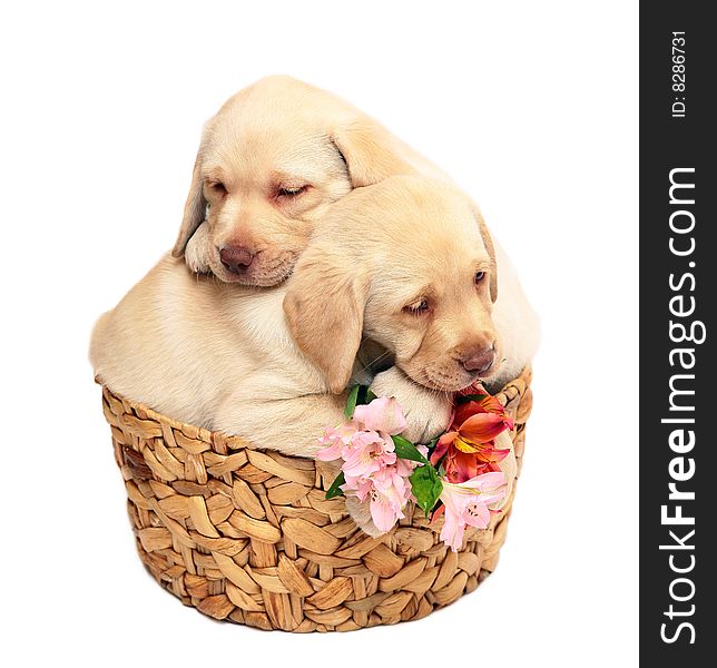 Two puppies of breed Labrador of retriever in a basket. Puppies on a white background with a flower. Two puppies of breed Labrador of retriever in a basket. Puppies on a white background with a flower.