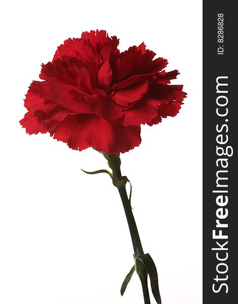 Red Carnations Are The Flowers Of Victory.