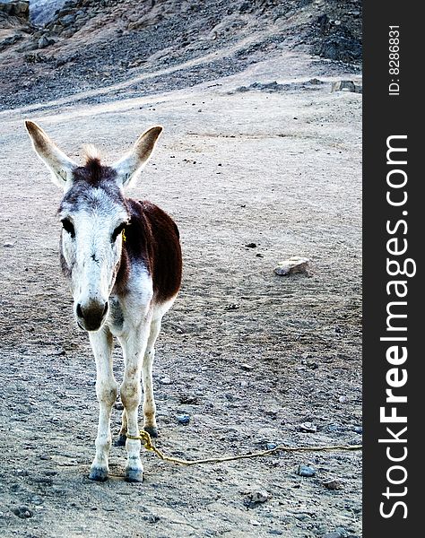 Working Donkey in Africa mountains