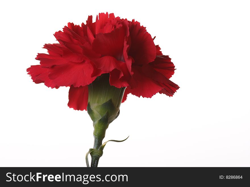 Two red carnations on a white background. Two red carnations on a white background.