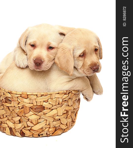 Puppies of breed Labrador a retriever in a basket. Puppies of breed Labrador a retriever in a basket.