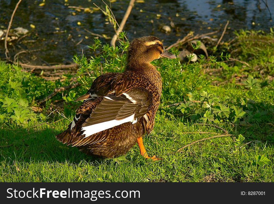 Wild-duck on a grass