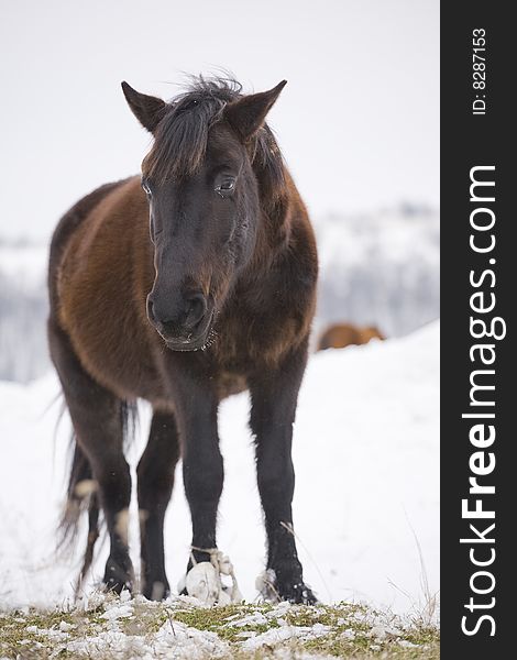 Horse on the field covered with snow