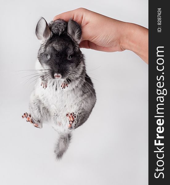 Small chinchilla on white background