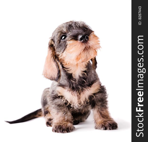 Small dachshund looking up on white background. Small dachshund looking up on white background