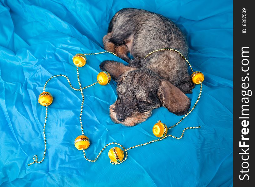 Small dachshund sleeping on blue cloth with toys. Small dachshund sleeping on blue cloth with toys