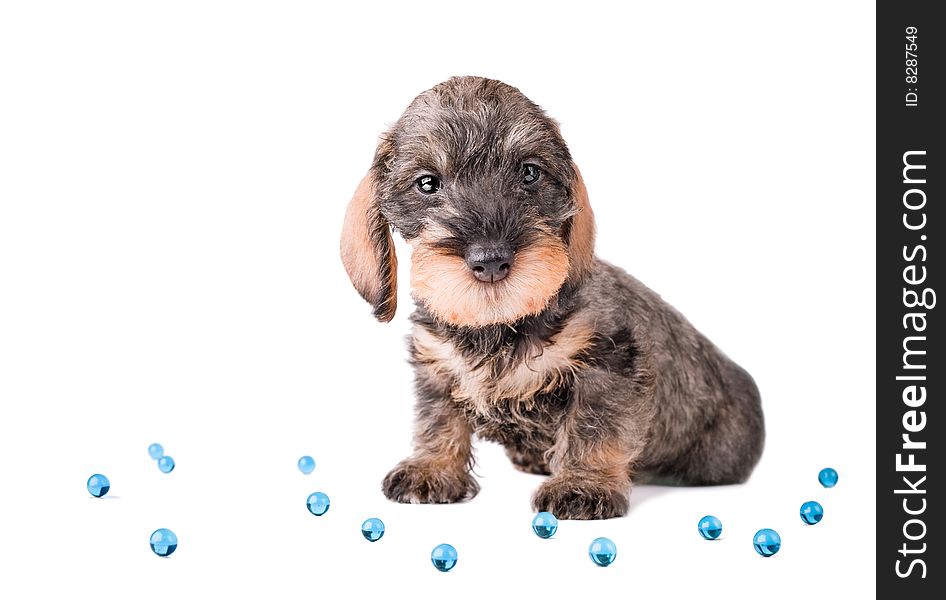 Small puppy among glue glass balls on white background