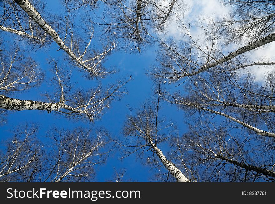 Blue sky, white clouds and top of trees at the beginning of spring. Blue sky, white clouds and top of trees at the beginning of spring.