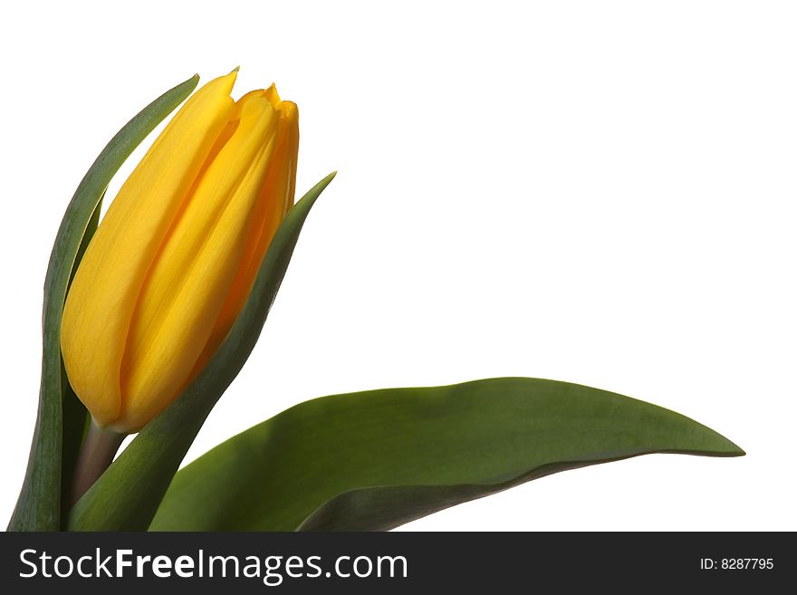 Yellow tulips on a white background. Yellow tulips on a white background.