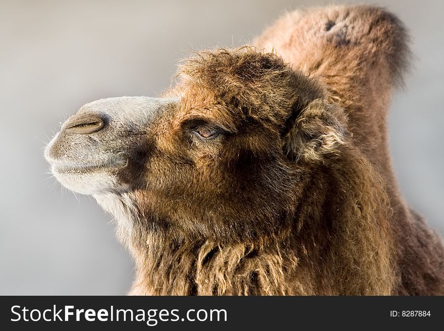 Close up of a Camel's Head