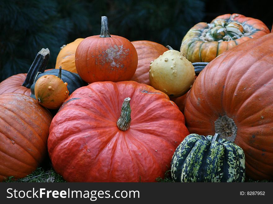 Some very beautiful colored pumpkins