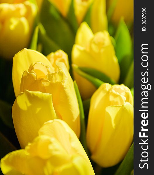 Fresh Tulips Bouquet In Warm Sunlight