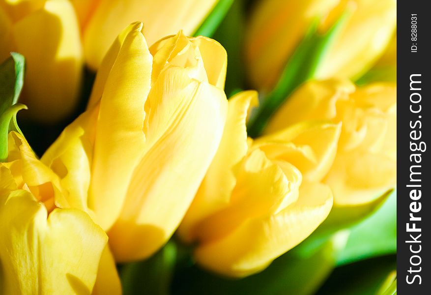 Close up on fresh tulips bouquet in warm sunlight
