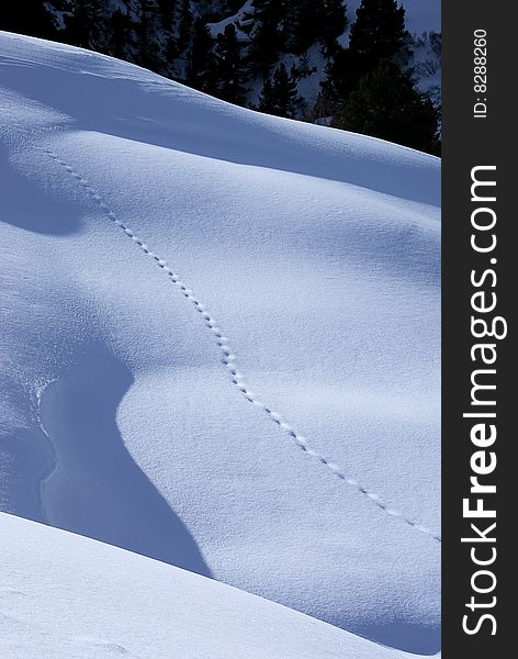 Image of animal tracks across snow covered landscape. Image of animal tracks across snow covered landscape