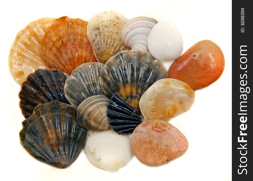 Seashells isolated over white background. Seashells isolated over white background