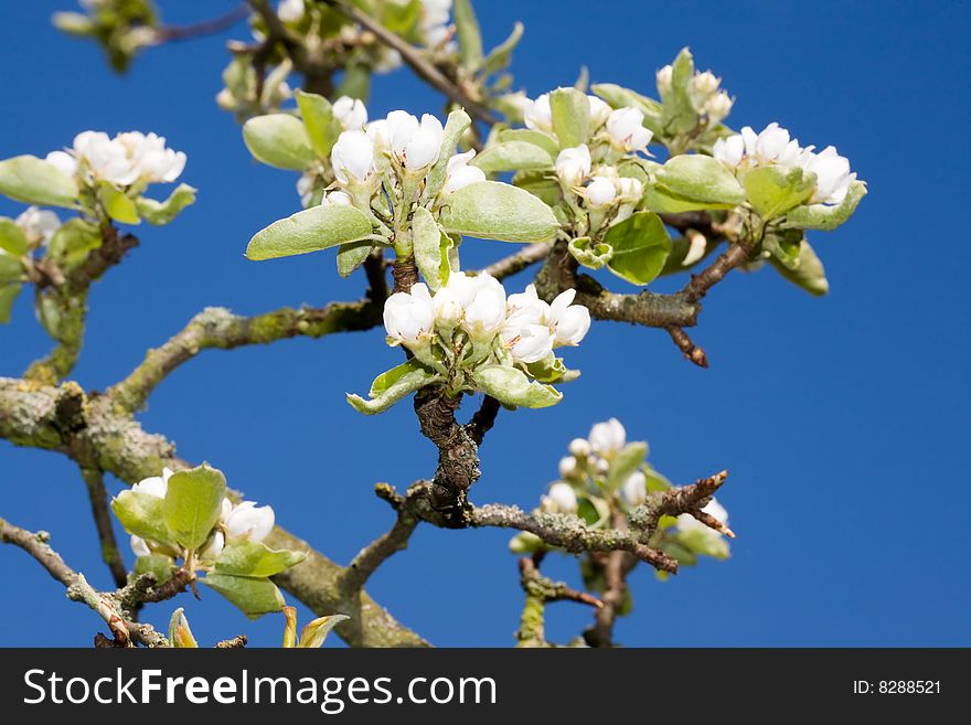 Apple Tree Blossom.