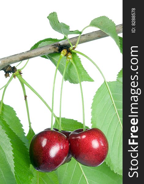 Three cherries with leaves on a white background. Three cherries with leaves on a white background.