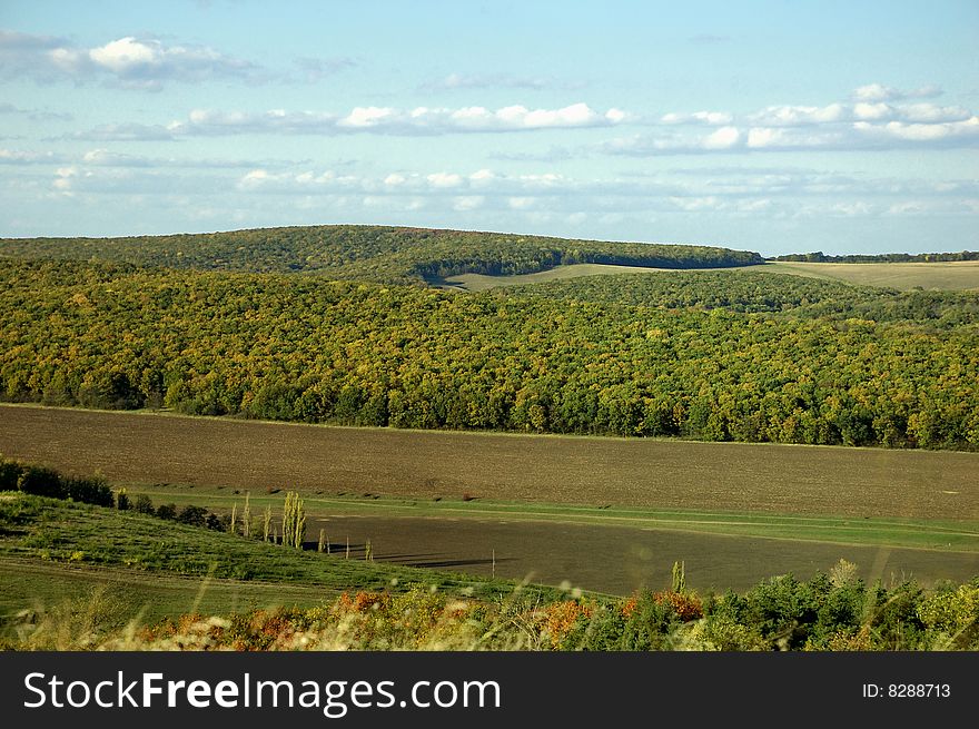 This photograph represent a green-yellow forest in autumn