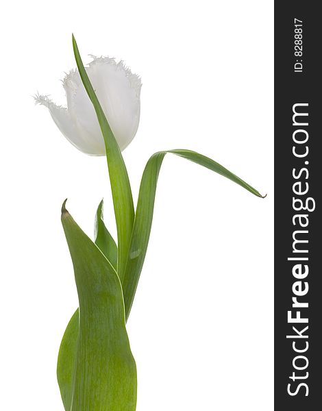 White tulip on a white background. White tulip on a white background.