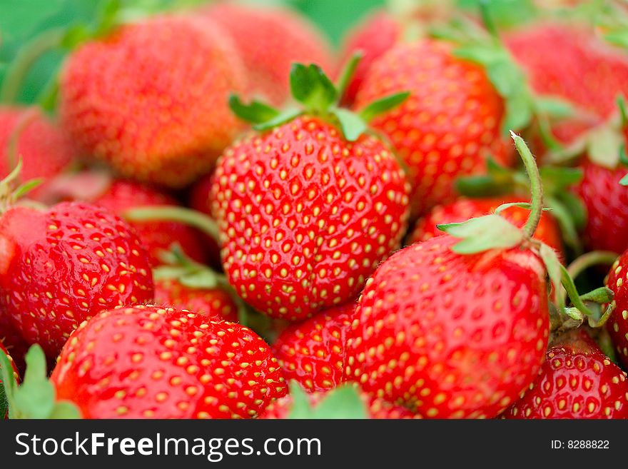 Close-up heap of ripe strawberries