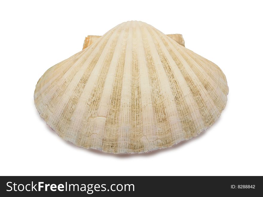 Shell on a white background