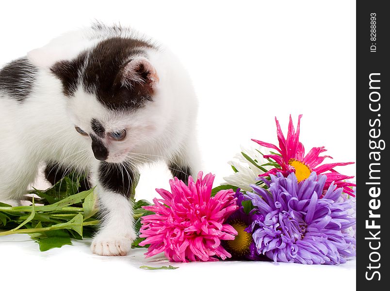 Kitten Taking Aster Flowers