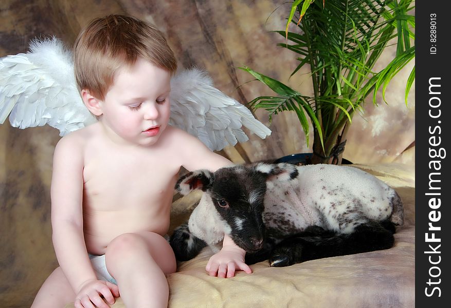 Little Angel looking down at his little pet lamb. Little Angel looking down at his little pet lamb