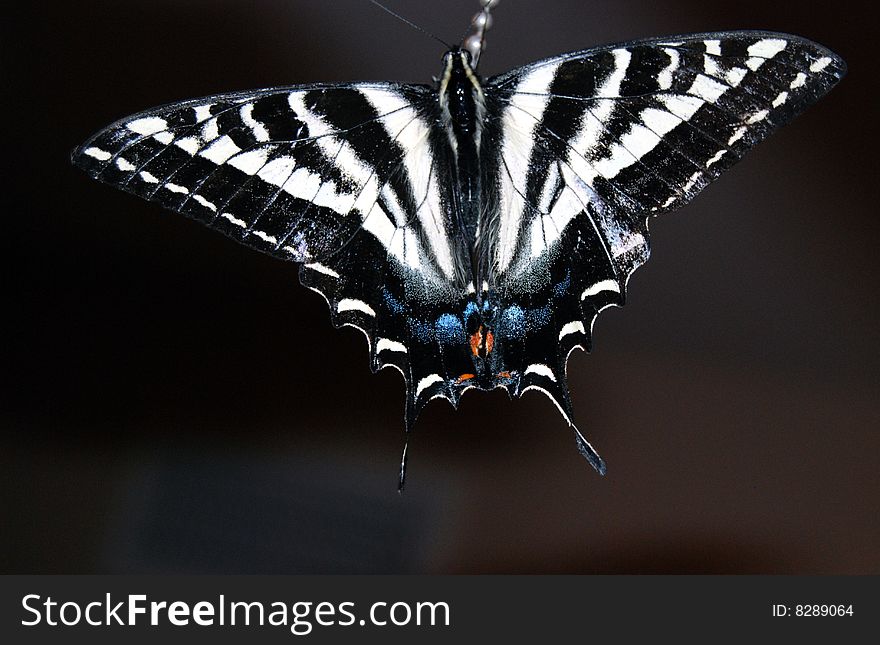 Pale swallowtail butterfly