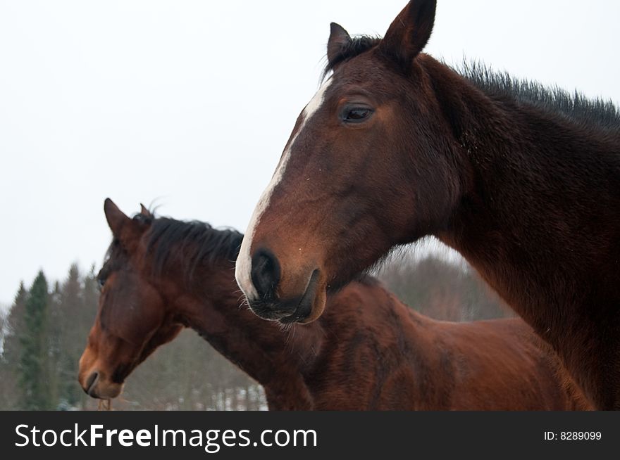 Few polish horses. Winter. Bieszczady Mountains