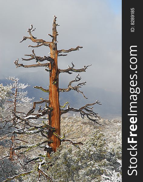 A dead incense cedar in the Santa Rosa mountains. A dead incense cedar in the Santa Rosa mountains