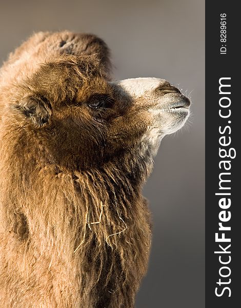 Close up of a Camel's Head