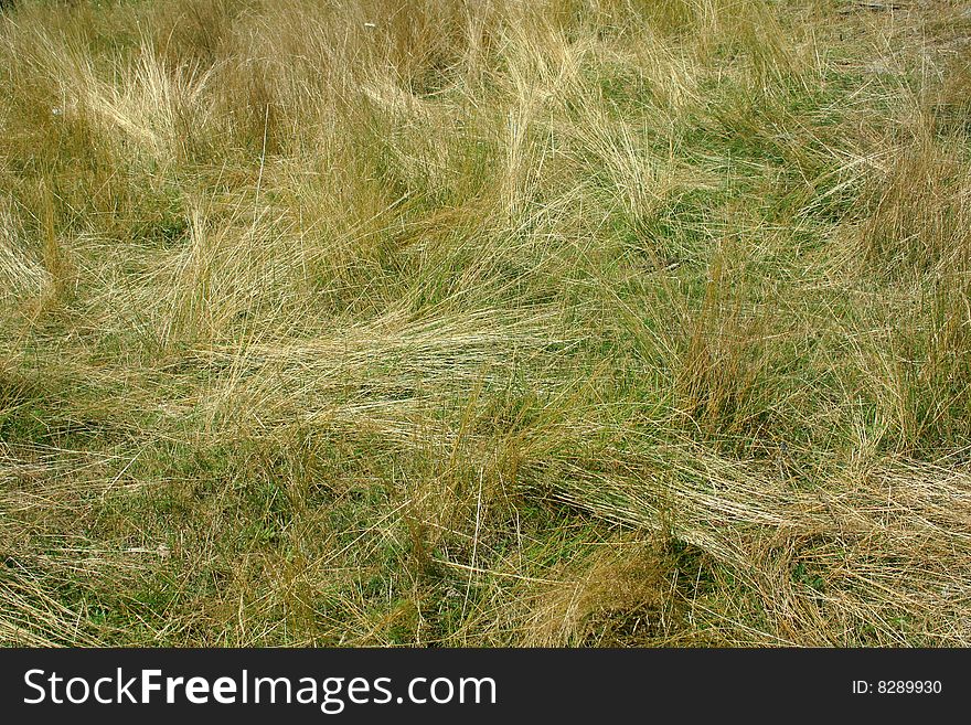grass in late summer wind. grass in late summer wind