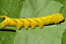 Beautiful Caterpillar Tailed Dog Royalty Free Stock Photo