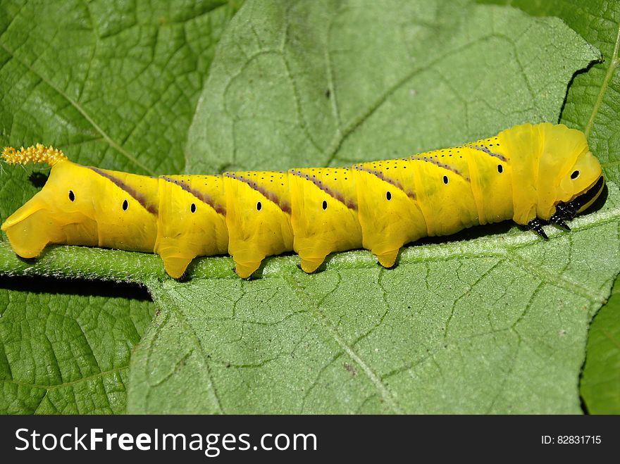 Beautiful caterpillar tailed dog