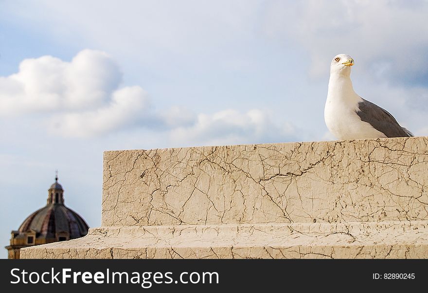 Seagull Bird, Rome, Italy