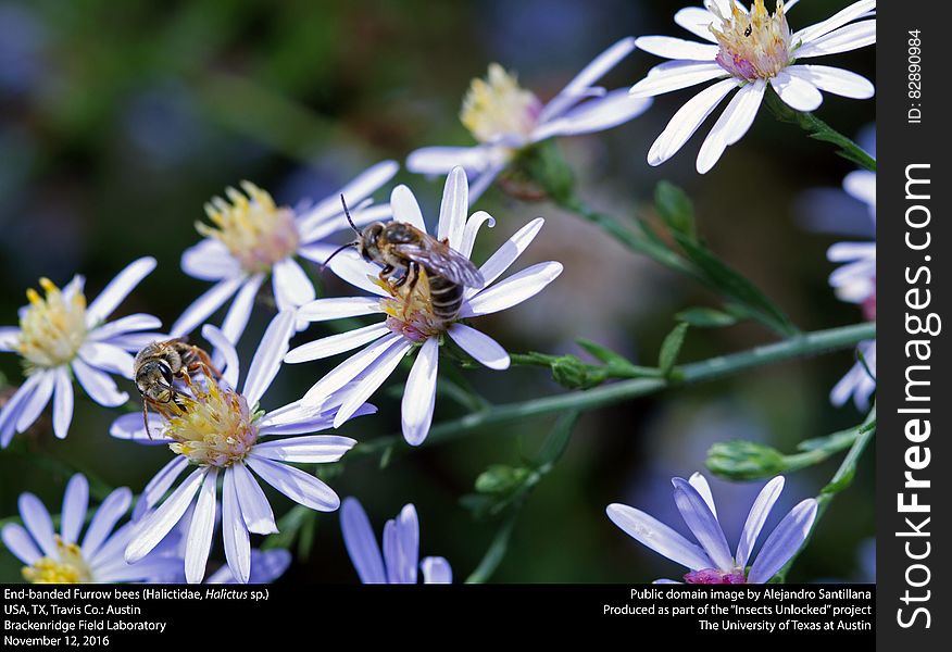 End-banded Furrow Bees &x28;Halictidae, Halictus Sp.&x29;