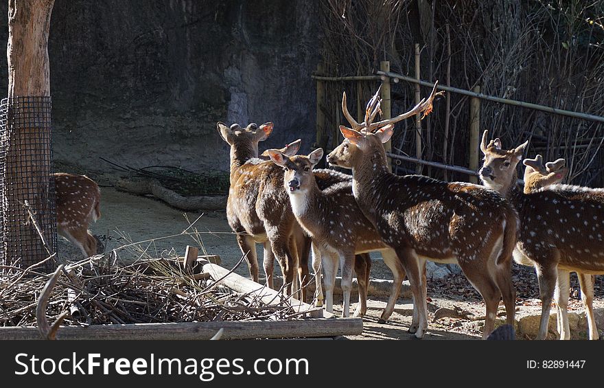 Deer, Wood, Horn, Tree