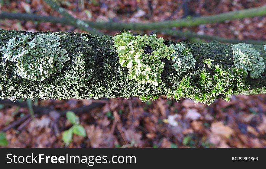 Close up of lichen or fungi on branch against leafy backdrop on sunny day.