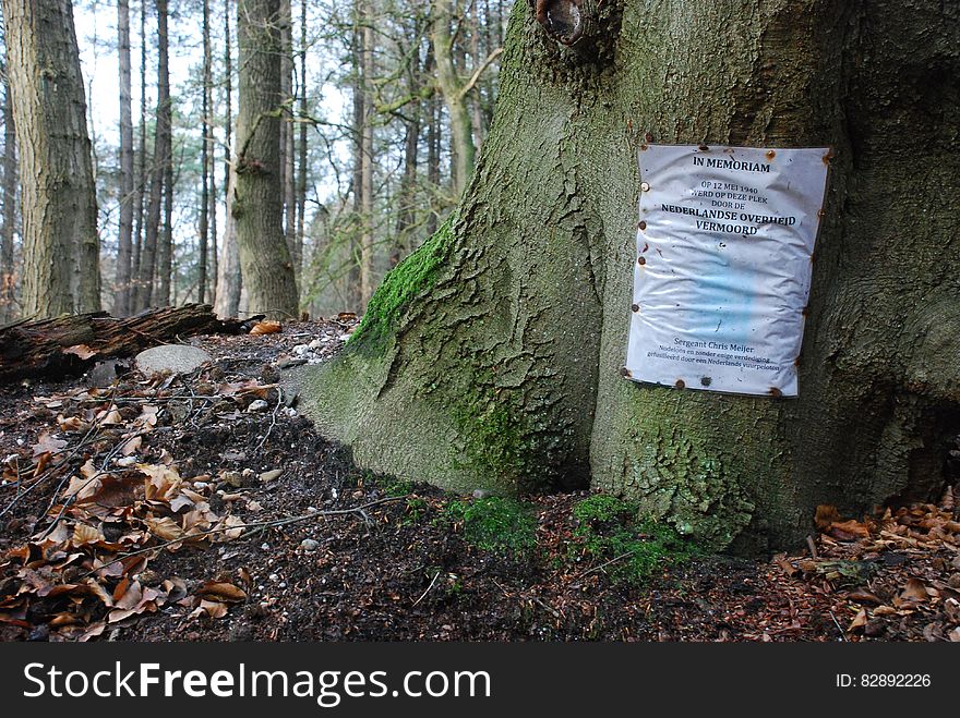 Memorial flyer tacked to trunk on tree in sunny forest. Memorial flyer tacked to trunk on tree in sunny forest.